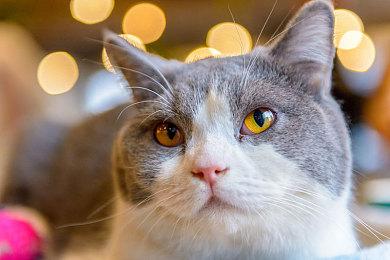 《胡须中队：幸存者》steam抢先体验 星际火狐风银河射击